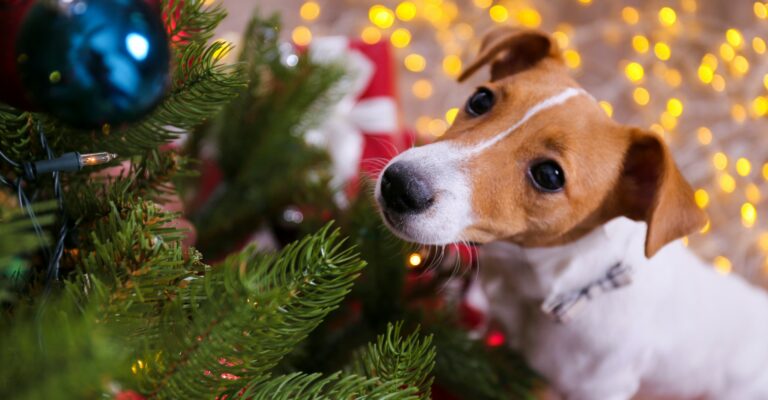 Entspannte Feiertage-H